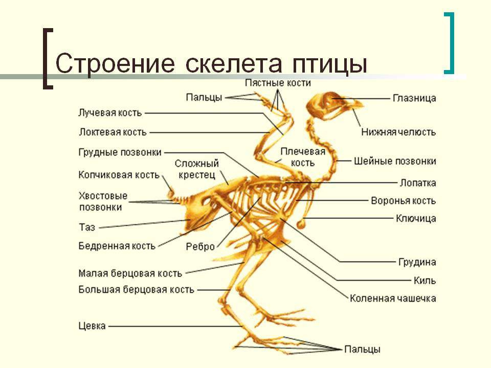 Строение скелета птицы.