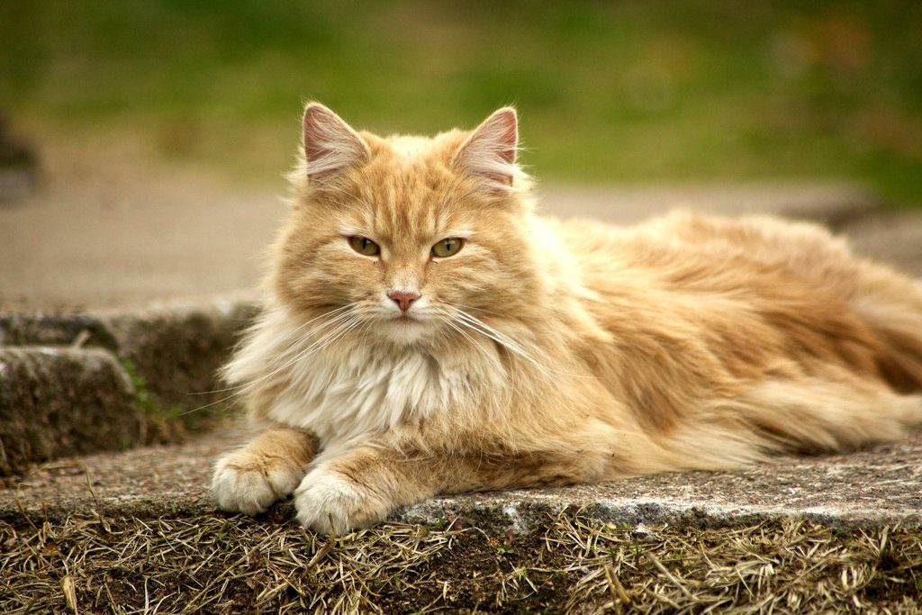 Норвежская лесная кошка