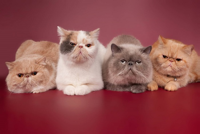 Персидская кошка