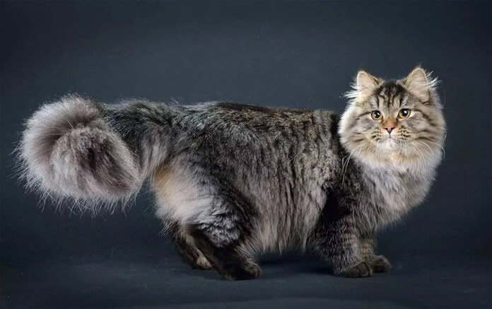 Сибирский кот