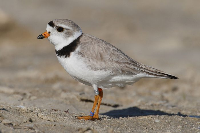 Фотография желтоногого зуек (Charadrius melodus