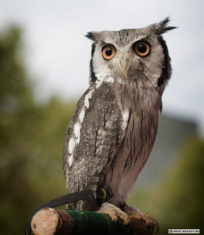 Scops Сова