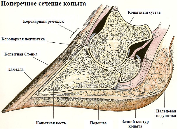 Анатомическое строение копыта