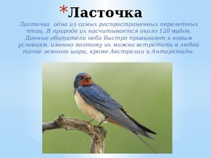 Как устроено ласточкино гнездо