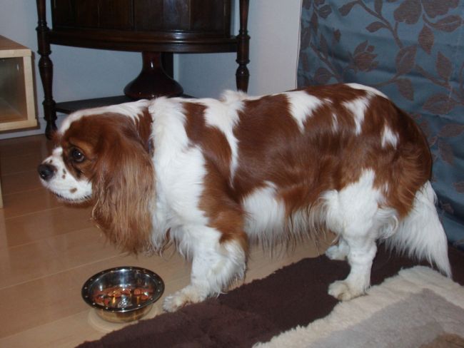 Кавалер кинг чарльз спаниель с миской