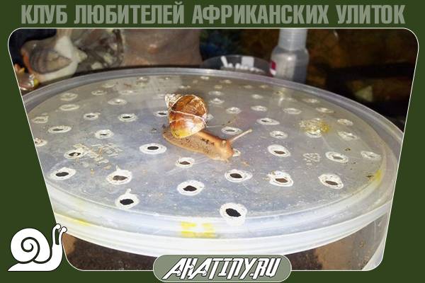 Содержание маленьких улиток ахатин