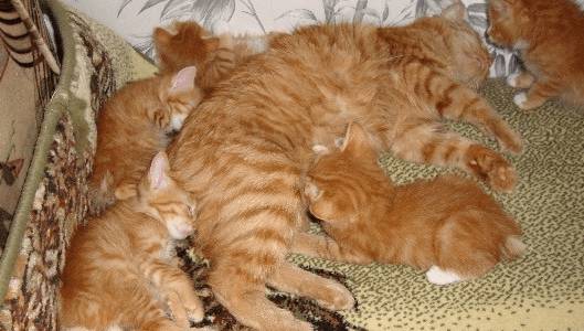 Кошка с котятами