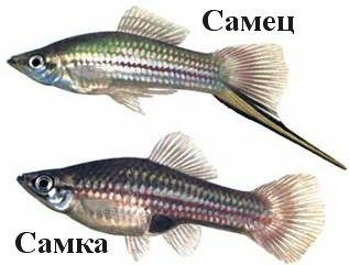 Зеленая рыба-меч: как содержать и ухаживать за ней