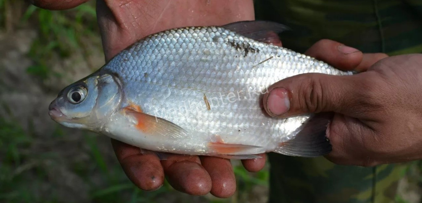 Белая рыба морской лещ