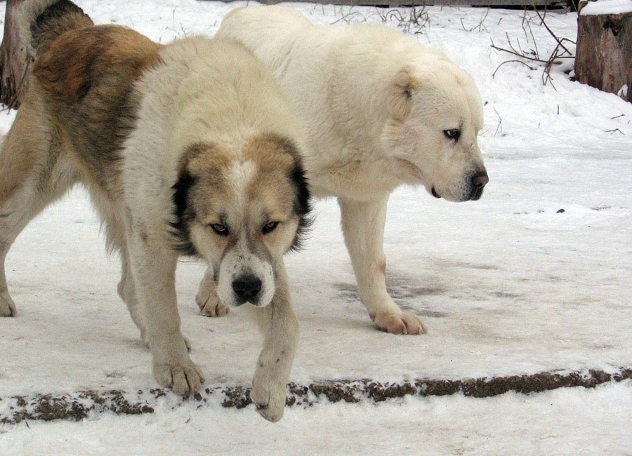 Самые агрессивные породы собак