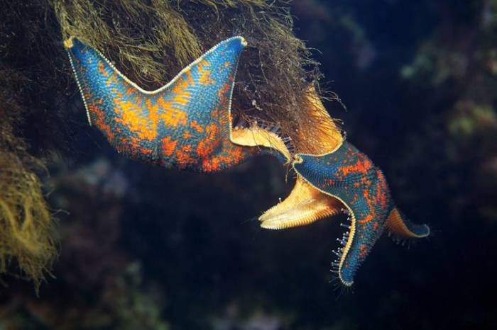 Морские гребешки (Patiria pectinifera) лазают по водорослям