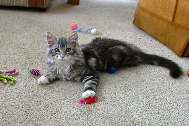 котенок мейн кун