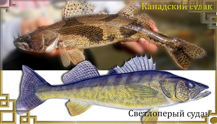 Виды судака