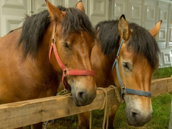 Описание арденнской породы лошадей
