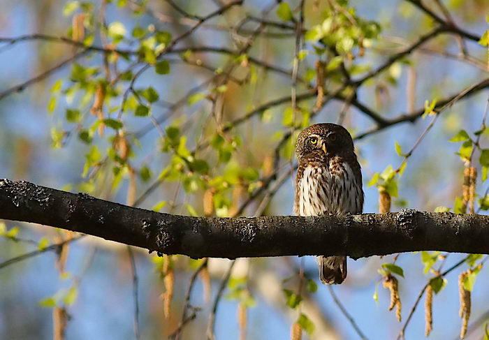Воробей сова (Glaucidium passerinum) фото