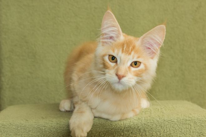 котенок мейн кун