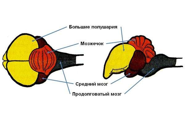 Общая характеристика класса птиц