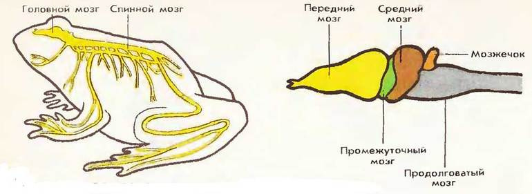 Кровеносный сосуд
