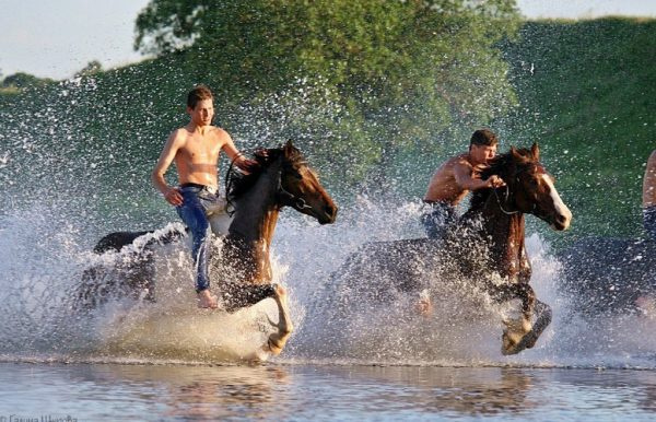 Лошадь нуждается в водоподготовке