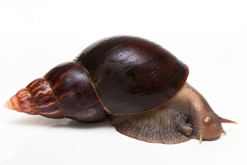 Achatina fulica 