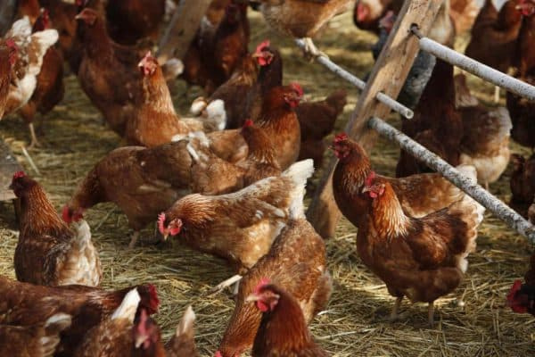 Уход за курами-несушками в домашних условиях, для начинающих