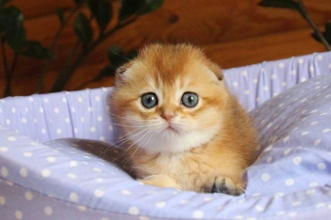Шотландский вислоухий котенок золотистого окраса
