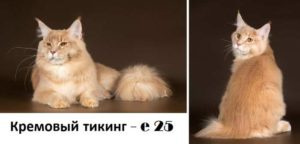 Кошки мейн кун