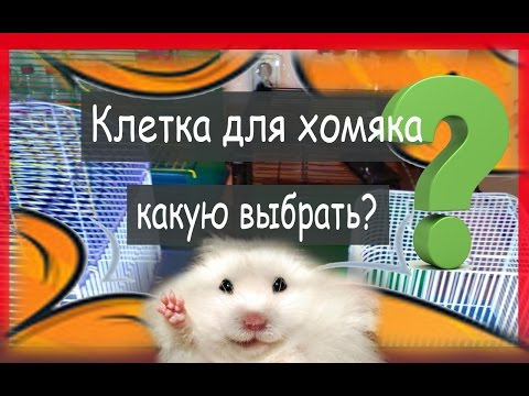 Клетка для хомяка: какую выбрать? Полная версия