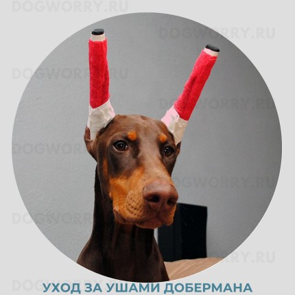 Уход за ухом добермана