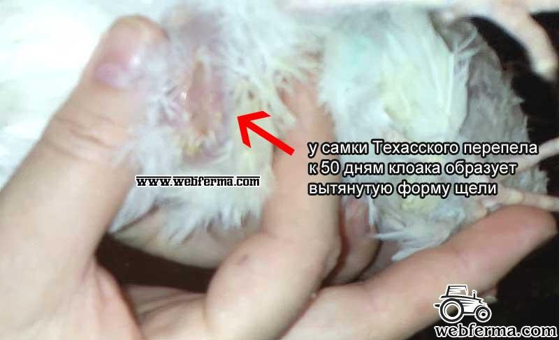 Техасский перепел