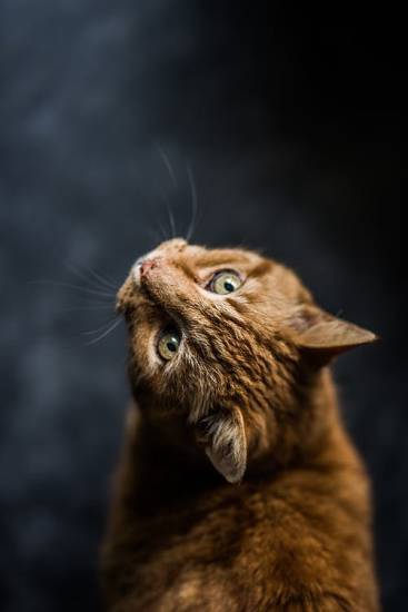 355+ французских имен для кошек и кошек