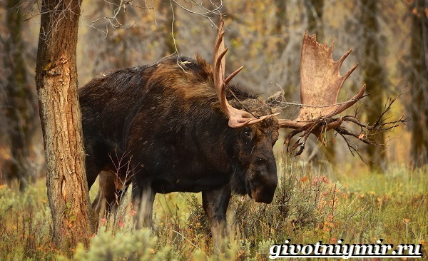 Уральские животные, птицы и растения, красная книга, разнообразие природы