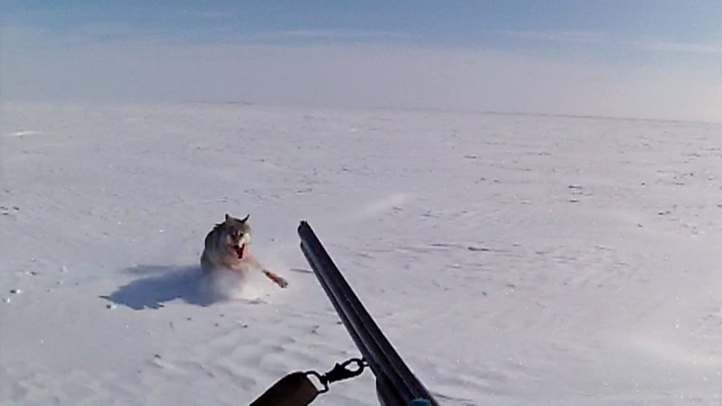 охота на волков 