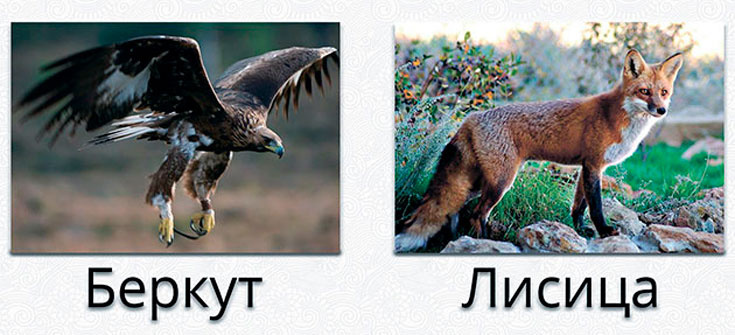 Сурки