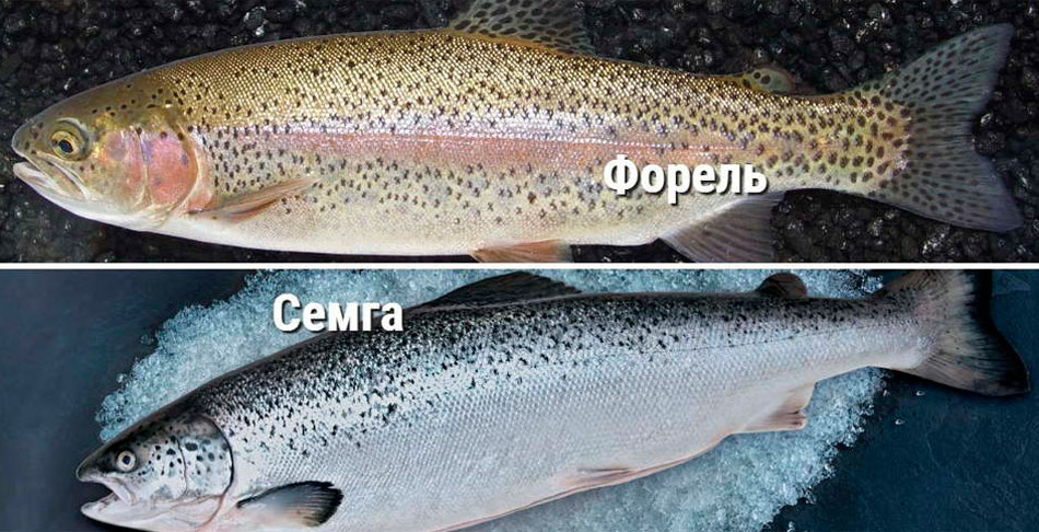 Разница между форелью и лососем
