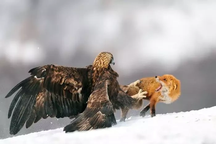 Беркут