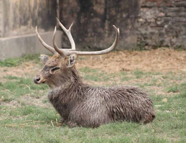Виды оленей