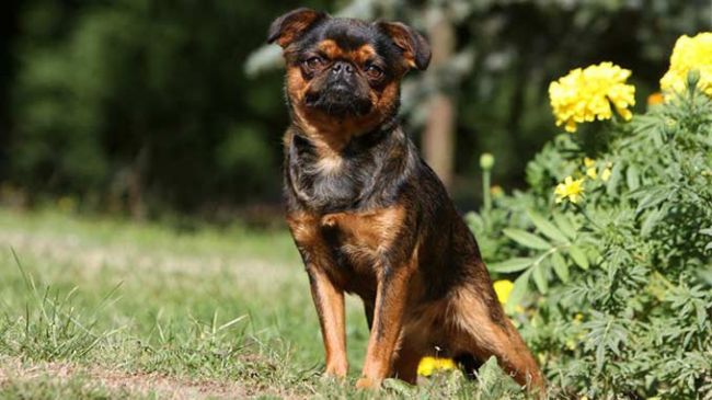 Пети брабансон черно-подпалый - фото