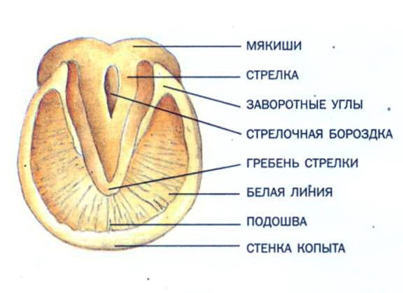 Строение копыта лошади 