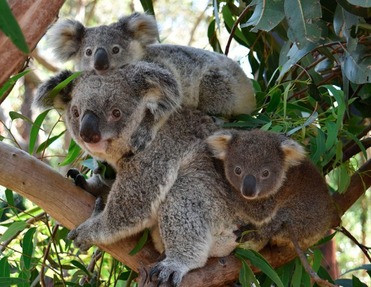 Коала