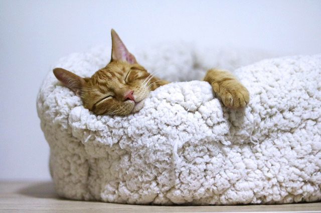 Спящая кошка 