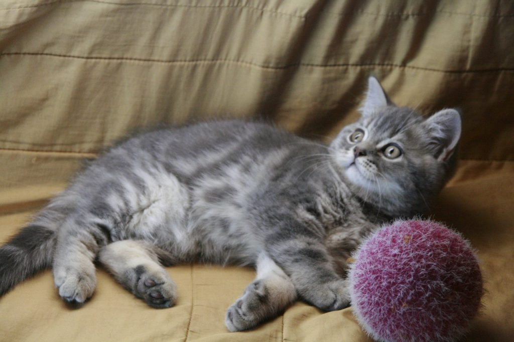 Шотландская прямоухая кошка