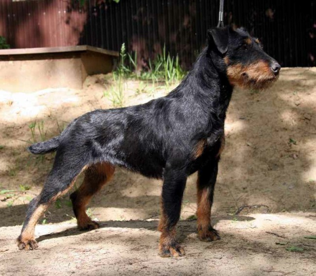 Фото Jagdterrier