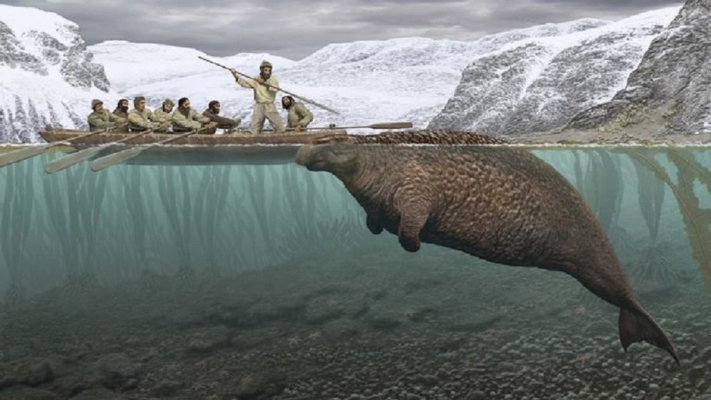Корова Стеллера или морская корова