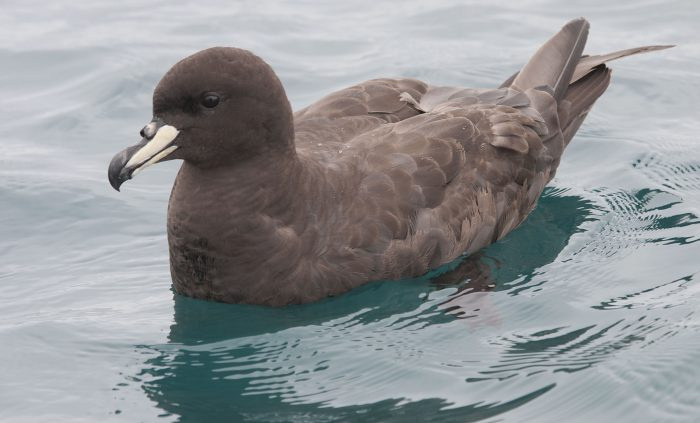 Фото Westland Petrel