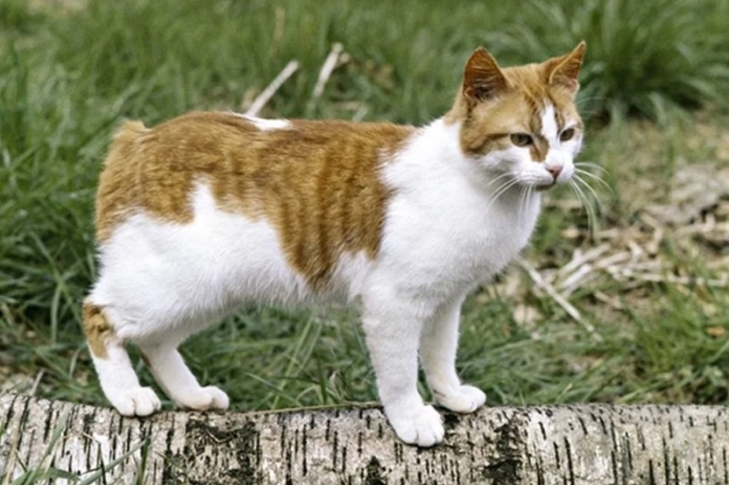 Мэнкс (мэнская бесхвостая кошка)