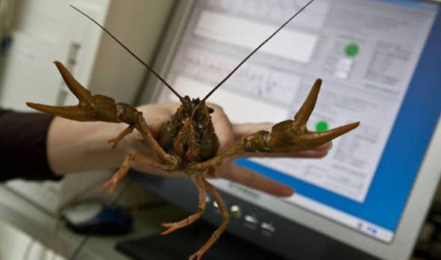 Водные животные - список животных, обитающих в воде, и их характеристики с примерами