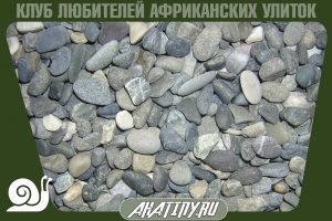 Галка для улиц 