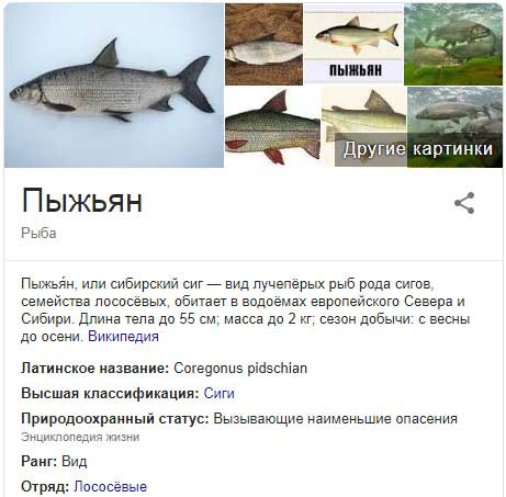 Описание пыжянской рыбы