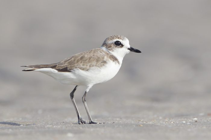 Фотография монгольского зуек (Charadrius mongolus